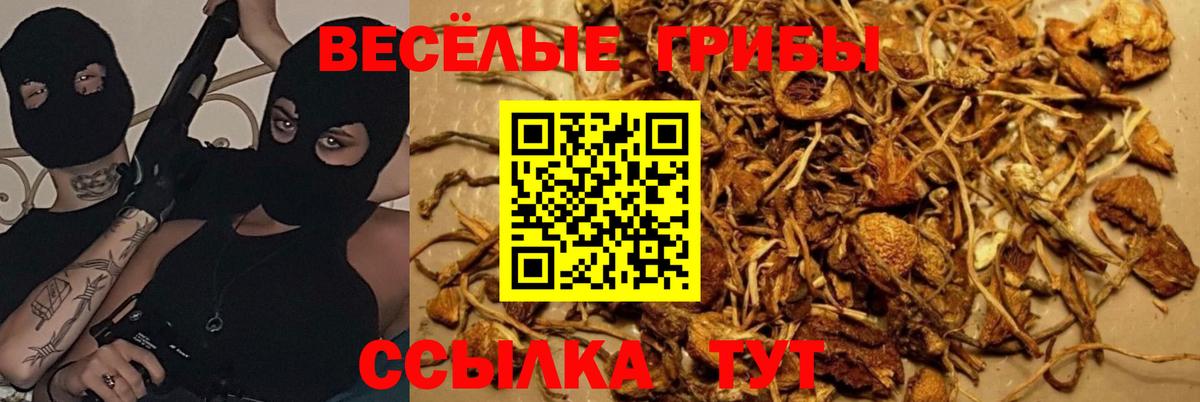 Псилоцибиновые грибы GOLDEN TEACHER  Галлюциногенные грибы прущие грибы  Златоуст  Вход с VPN 