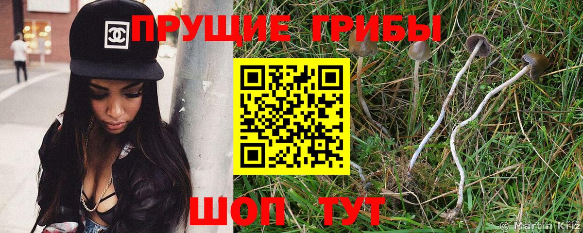 Псилоцибиновые грибы Psilocybe Златоуст